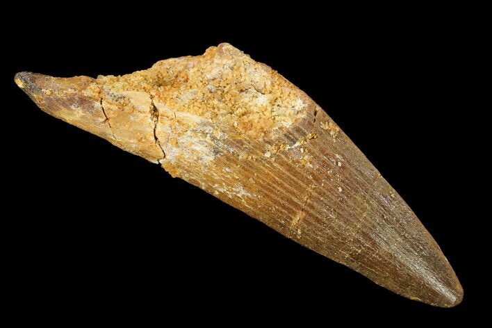 Bargain, Spinosaurus Tooth - Real Dinosaur Tooth #154036